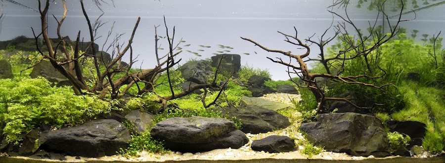 Reef